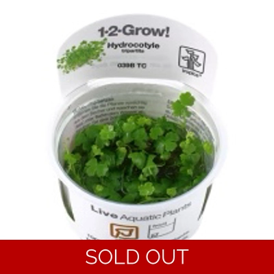 Hydrocotyle tripartita 1-2-Grow